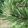 Load image into Gallery viewer, Balsam Fir