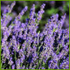 Load image into Gallery viewer, Fresh Lavender