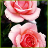 Load image into Gallery viewer, Fresh Roses