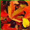 Load image into Gallery viewer, Autumn Leaves