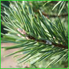Balsam Fir