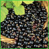 Load image into Gallery viewer, Black Currant