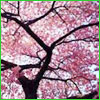 Load image into Gallery viewer, Cherry Blossom