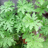 Citronella
