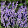 Fresh Lavender