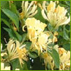 Load image into Gallery viewer, Honeysuckle and Jasmine