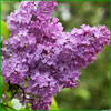 Load image into Gallery viewer, Lilac
