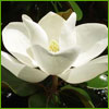 Load image into Gallery viewer, Magnolia