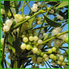 Load image into Gallery viewer, Mistletoe and Ivy