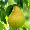 Load image into Gallery viewer, Fresh Pear