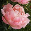 Load image into Gallery viewer, Peony