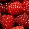 Fresh Raspberry