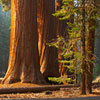 Redwood