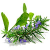 Load image into Gallery viewer, Rosemary Mint