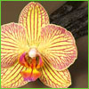 Load image into Gallery viewer, Sandalwood Vanilla