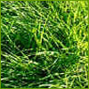 Load image into Gallery viewer, Sweetgrass
