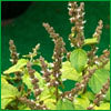 Sweet Patchouli