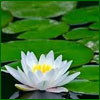 Load image into Gallery viewer, Waterlily